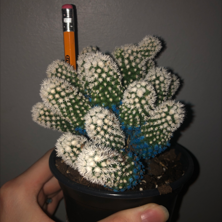 Balloon Cactus in a small pot held by a hand, with a pencil inserted in the soil.