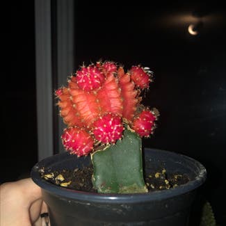 Moon Cactus plant in Guelph, Ontario