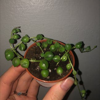 String of Pearls plant in Guelph, Ontario