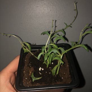 String of Dolphins plant in Guelph, Ontario