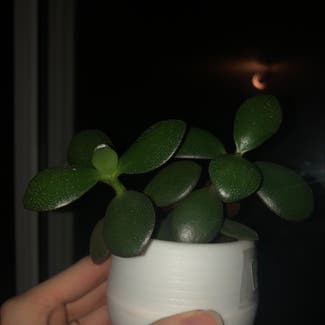 Jade plant in Guelph, Ontario