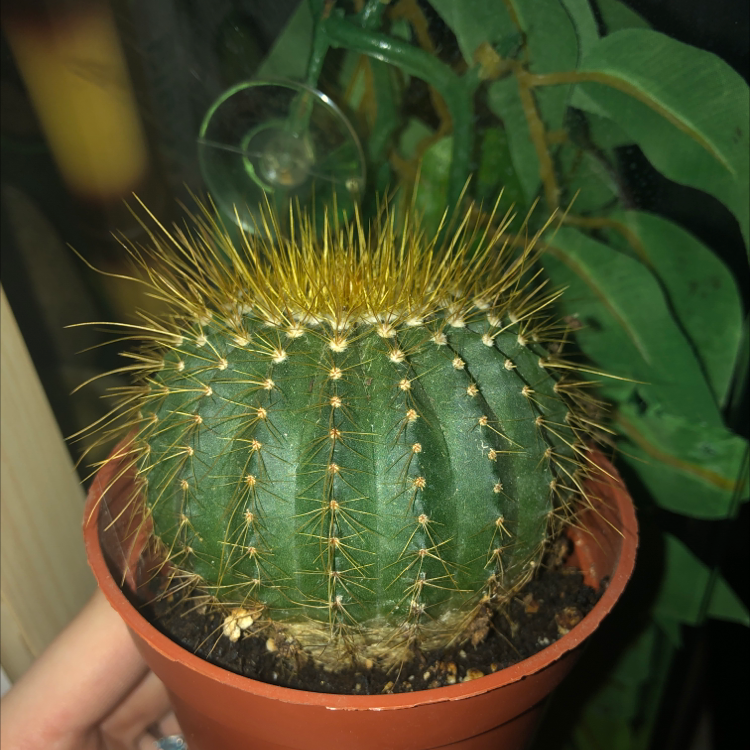 Balloon Cactus in a pot, appears healthy with no visible signs of disease.