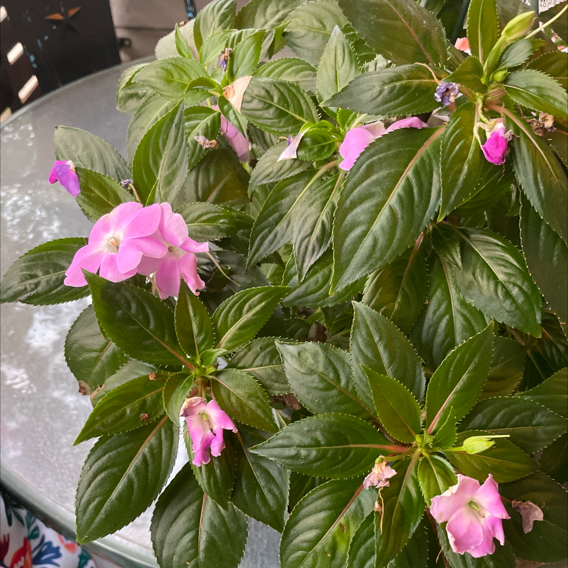 Why Are My New Guinea Impatiens Leaves Curling?