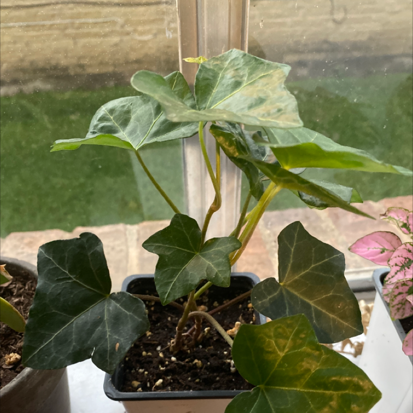 English Ivy plant photo by @subwaysenpai named jukie on Greg, the plant care app.