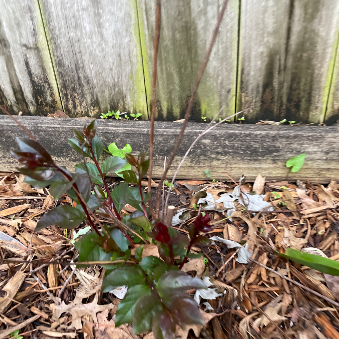 Healthy leafy green plant with shiny dark leaves growing in mulch outdoors against a wooden fence.