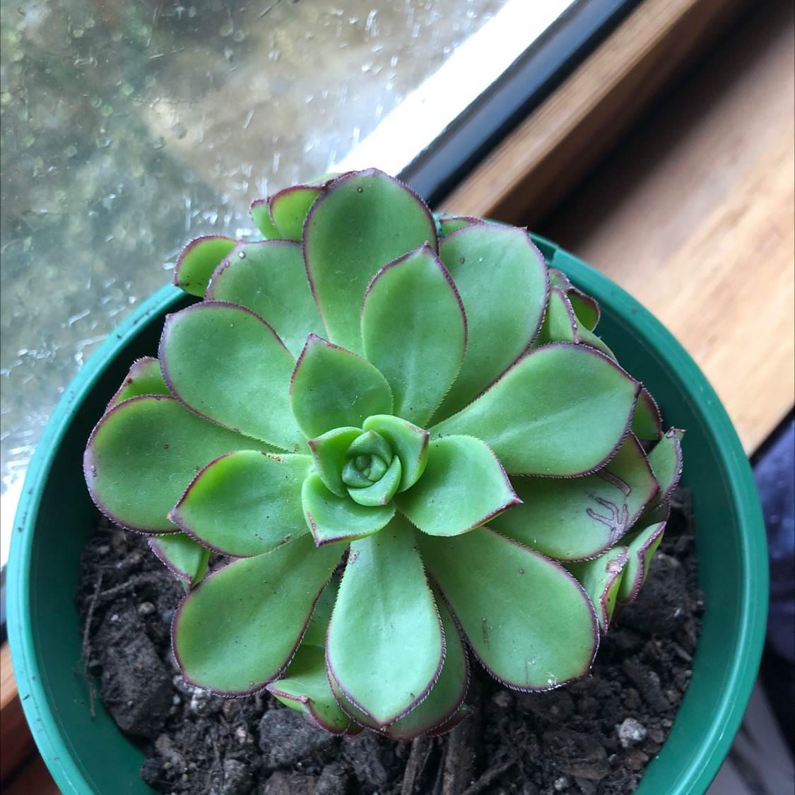 Aeonium Arboreum plant photo by @Lunastarnight named Gerald on Greg, the plant care app.