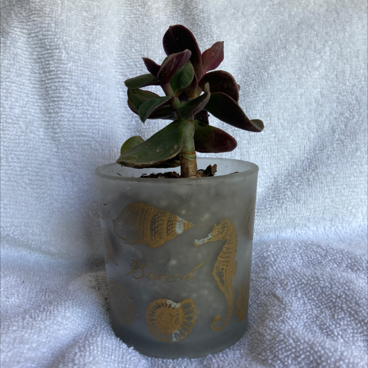 Copper Spoons plant in a decorative pot with a white background.