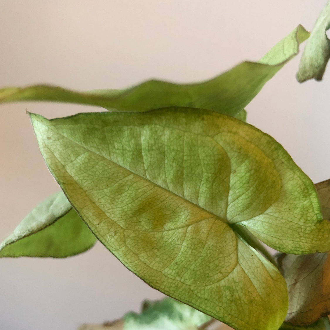 Close-up of Syngonium 'White Butterfly' leaves with yellowing and browning.