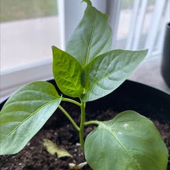 Bell Pepper plant
