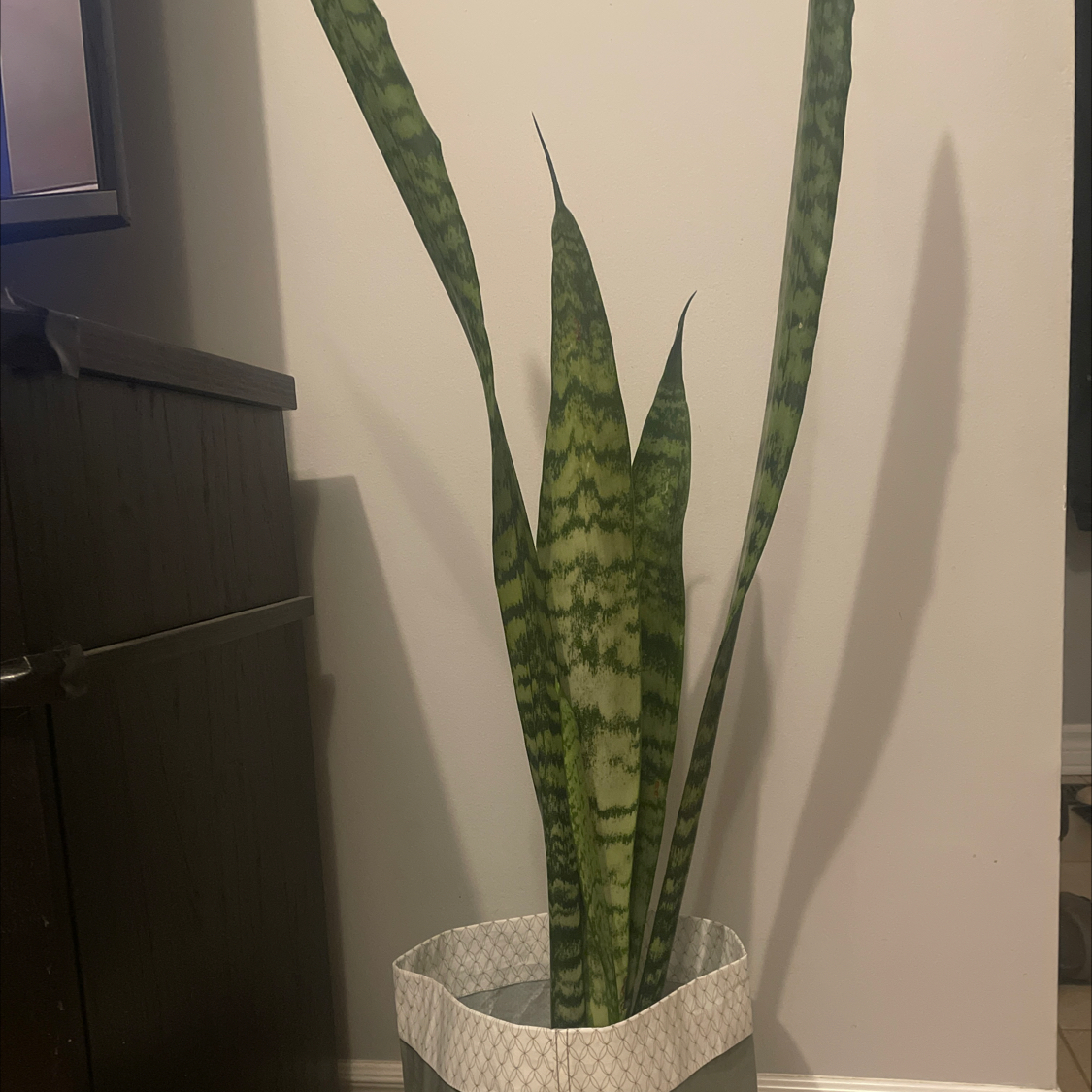 Snake Plant plant photo by @allie named Sandy on Greg, the plant care app.