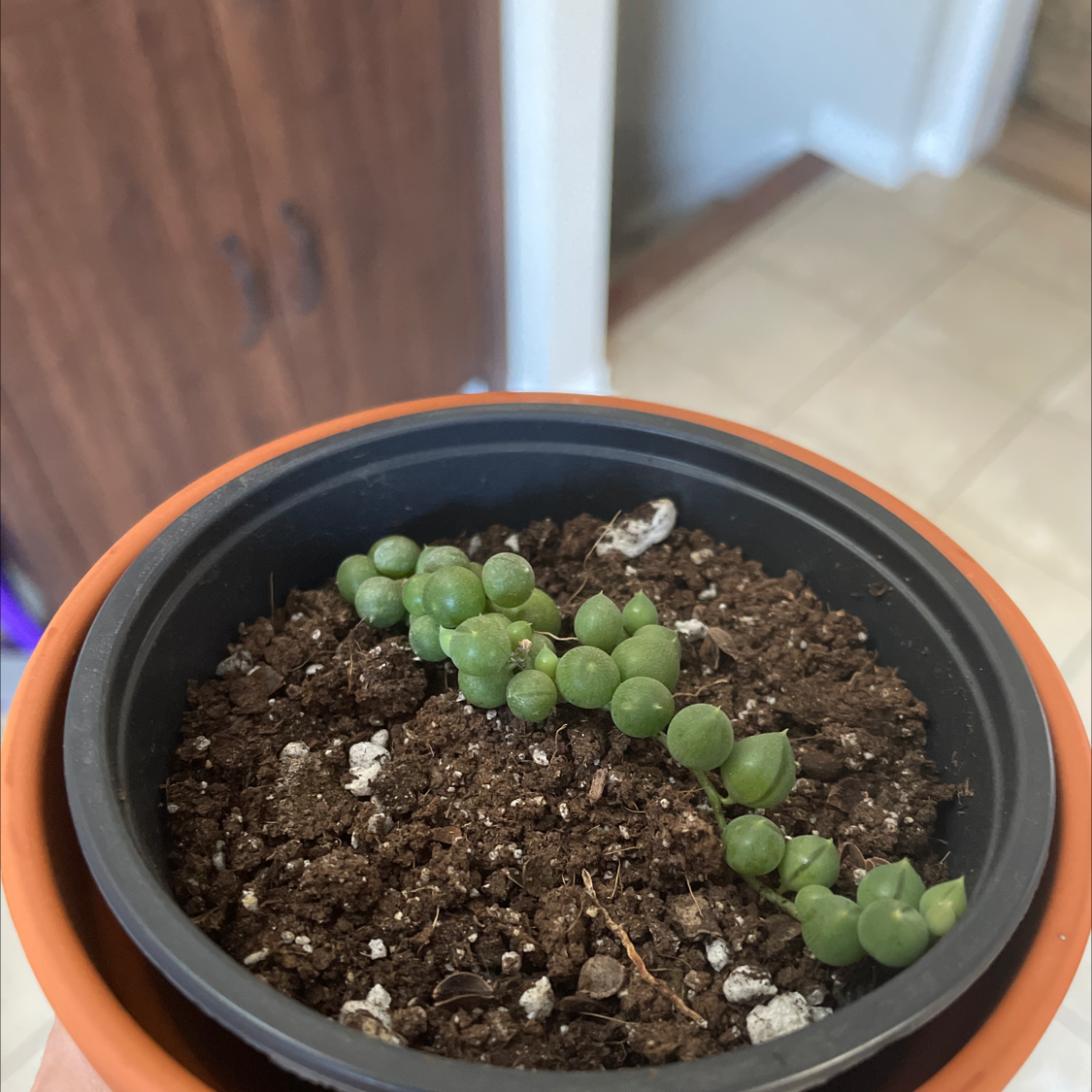 String of Pearls plant photo by @allie named Passion on Greg, the plant care app.