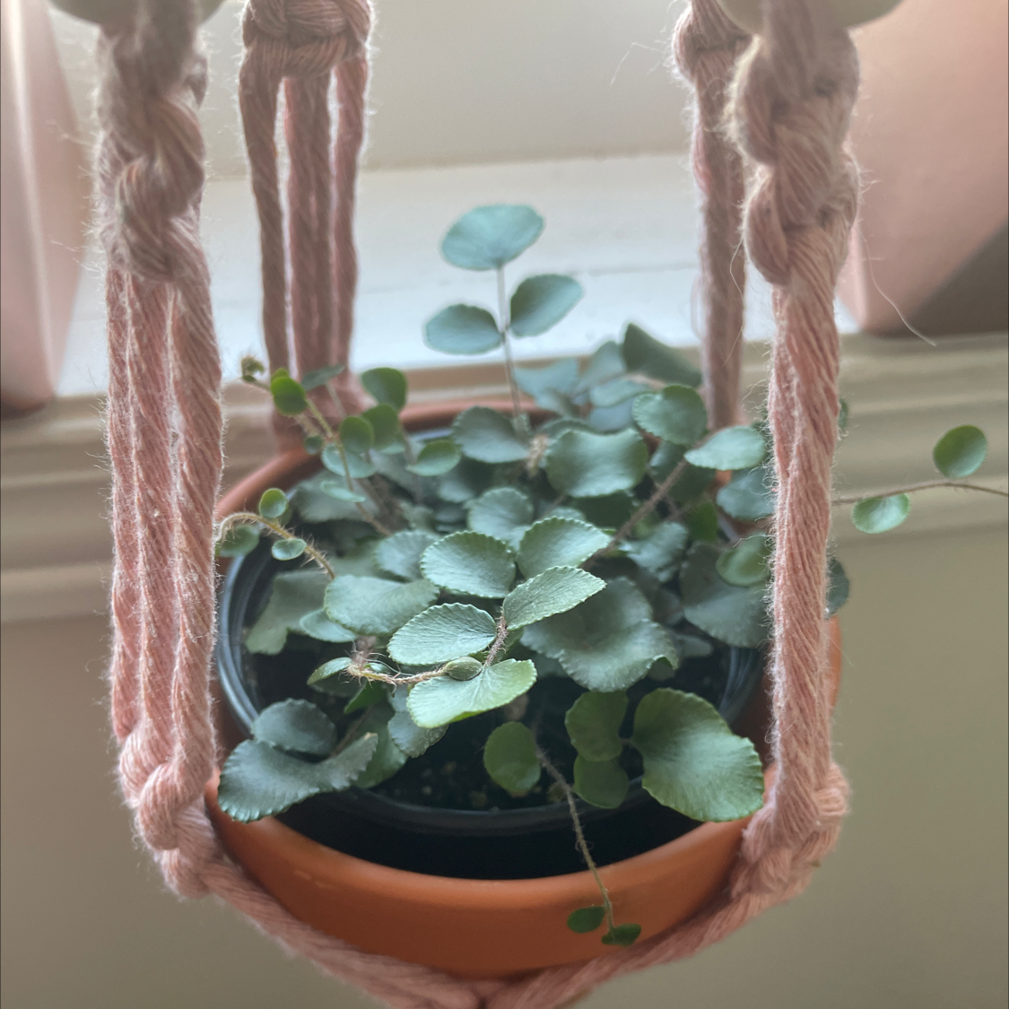 Pellaea rotundifolia plant photo by @allie named Lil Leaf on Greg, the plant care app.