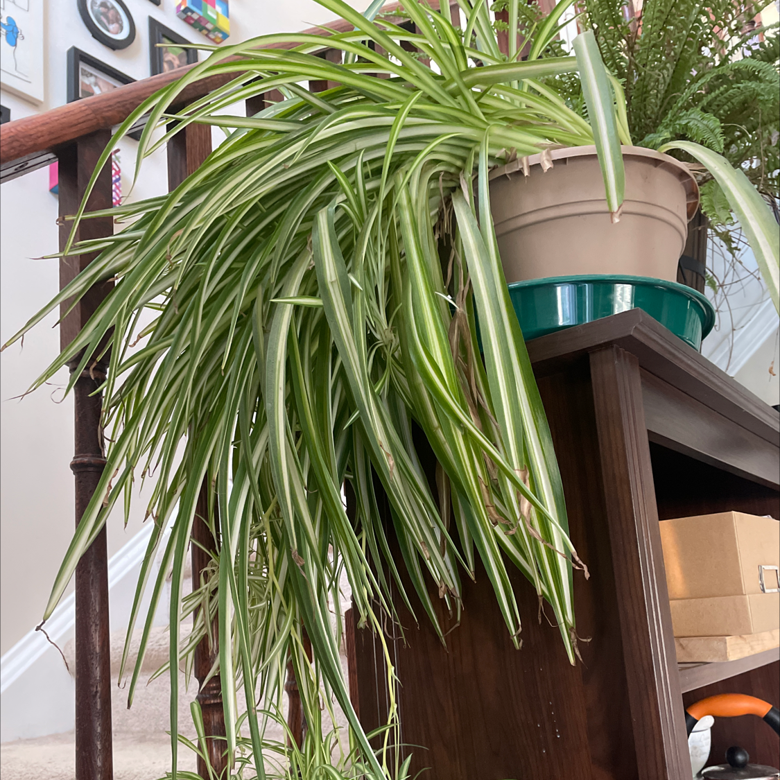 Spider Plant plant photo by @allie named Spideria on Greg, the plant care app.