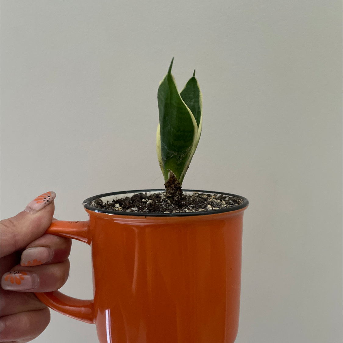 Snake Plant plant photo by @allie named Frederick on Greg, the plant care app.