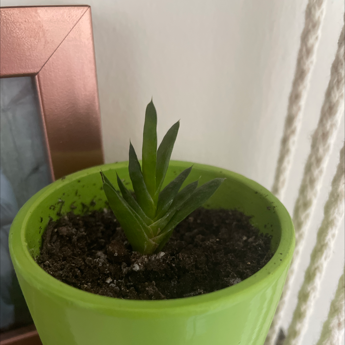 Aloe vera plant photo by @allie named Phil on Greg, the plant care app.