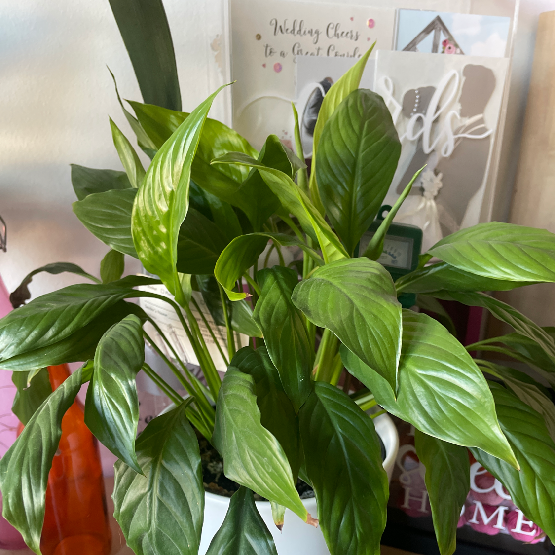 Peace Lily plant photo by @allie named Mrs P on Greg, the plant care app.