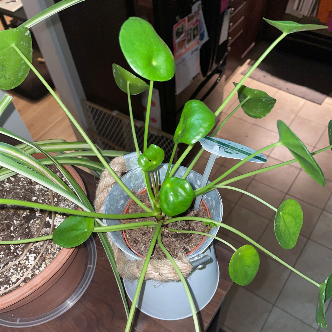 Chinese Money Plant plant photo by @allie named Lily on Greg, the plant care app.