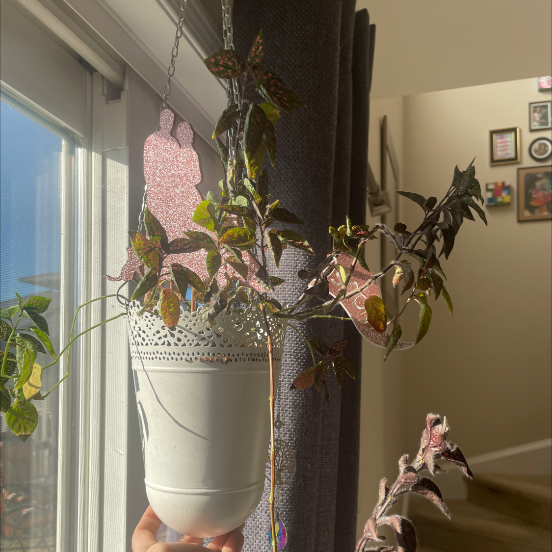 Polka Dot Plant plant photo by @allie named Pinky on Greg, the plant care app.
