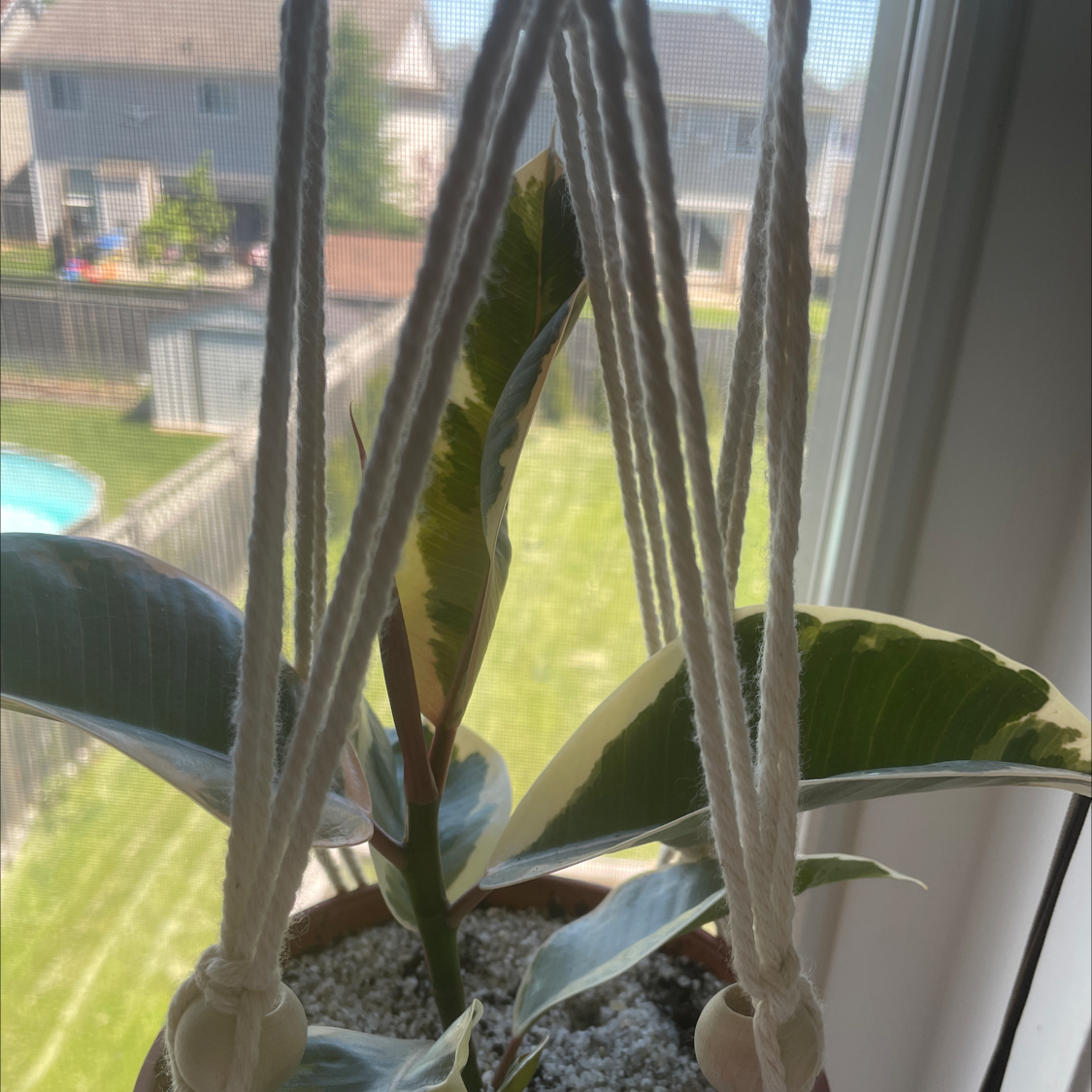 Photo of the plant species Ficus Elastica Decora by @allie named Fickie on Greg, the plant care app