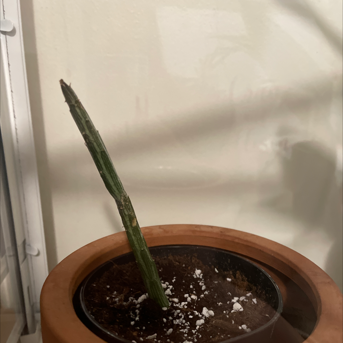 Pickle plant plant photo by @allie named Mr Pickle on Greg, the plant care app.