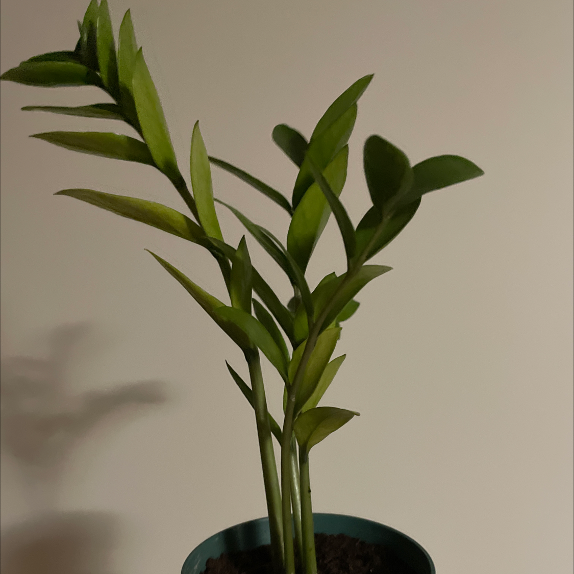 Zamioculcas Zamiifolia plant photo by @allie named ZZ tops on Greg, the plant care app.