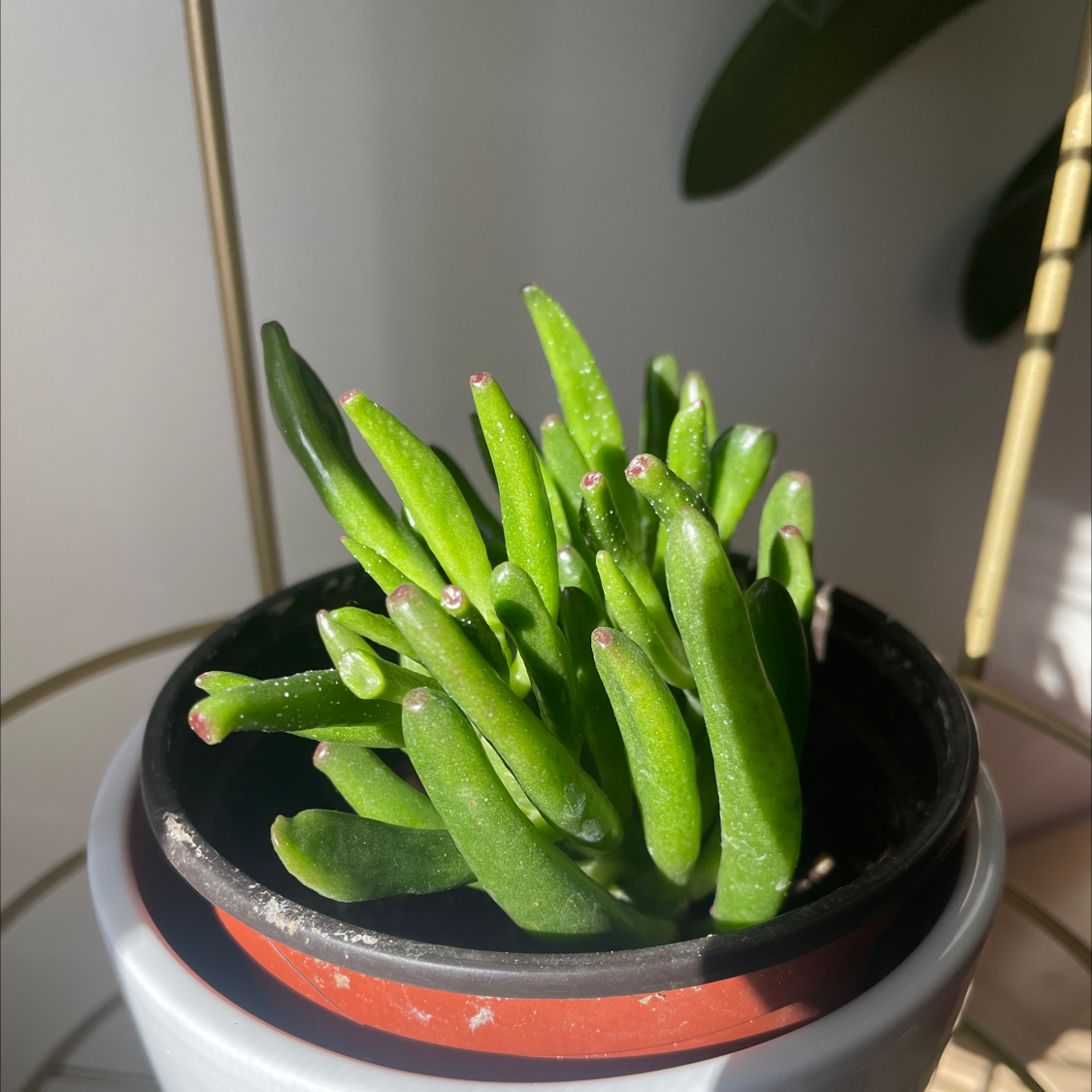 Lucky Plant plant photo by @allie named Stick-y boo on Greg, the plant care app.
