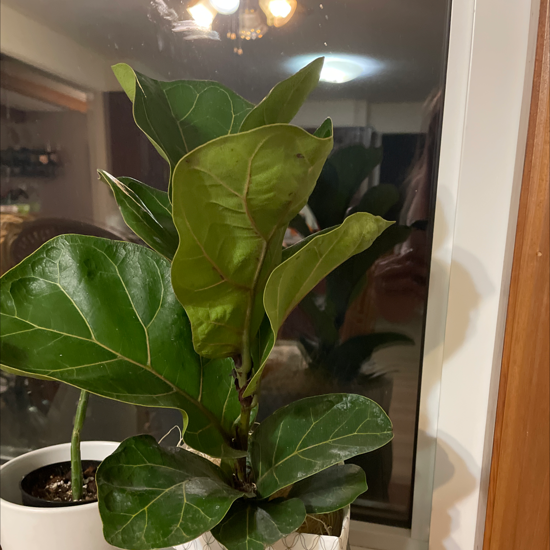 Fiddle Leaf Fig plant photo by @allie named Smalls on Greg, the plant care app.
