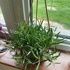 String of Pickles plant