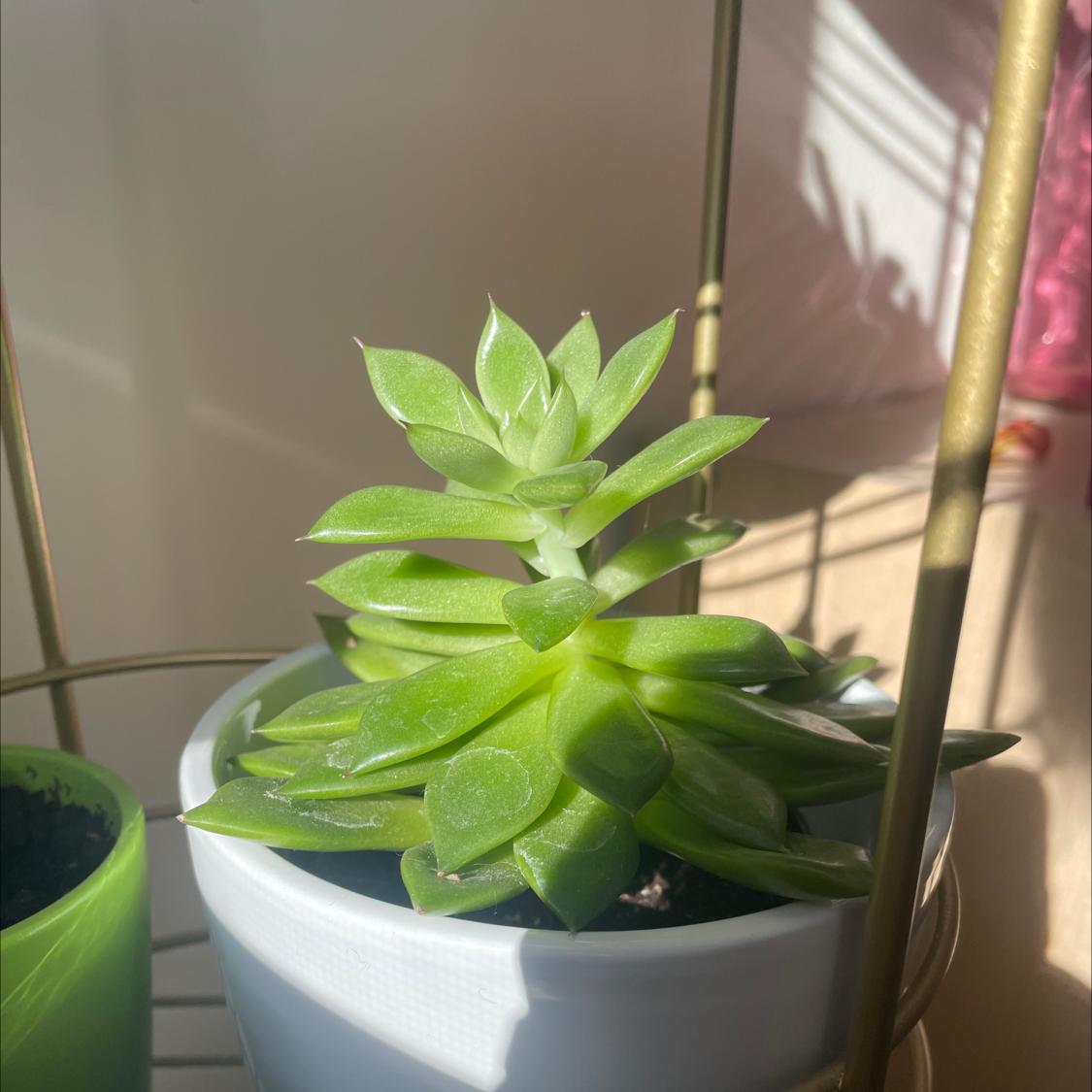 Lipstick Echeveria plant photo by @allie named Succ-y boo on Greg, the plant care app.