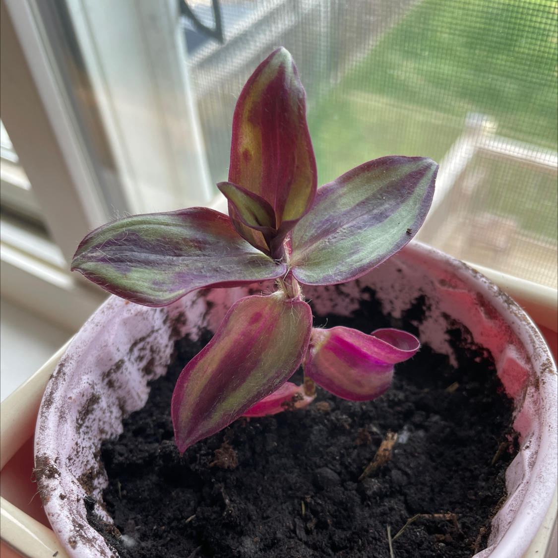 Spiderwort plant photo by @allie named Zebie on Greg, the plant care app.