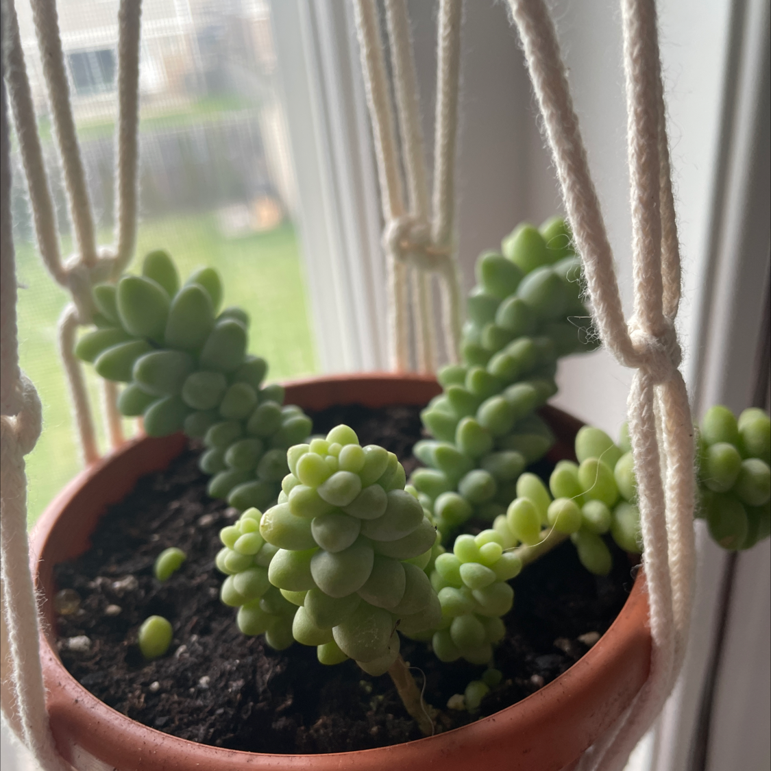 Burro's Tail plant photo by @allie named Pickle Rick on Greg, the plant care app.