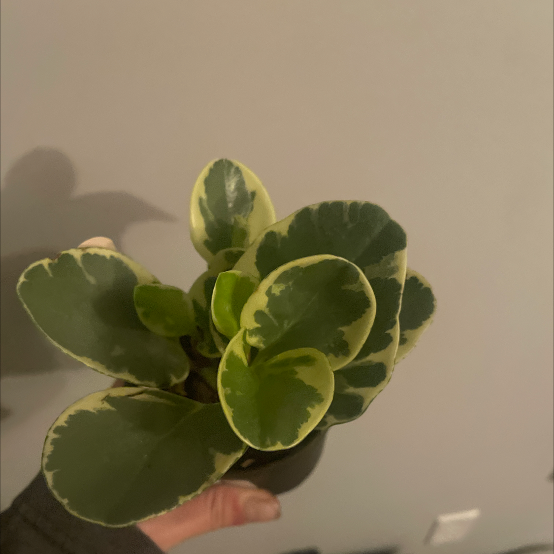 Baby Rubber Plant plant photo by @allie named Goldie on Greg, the plant care app.