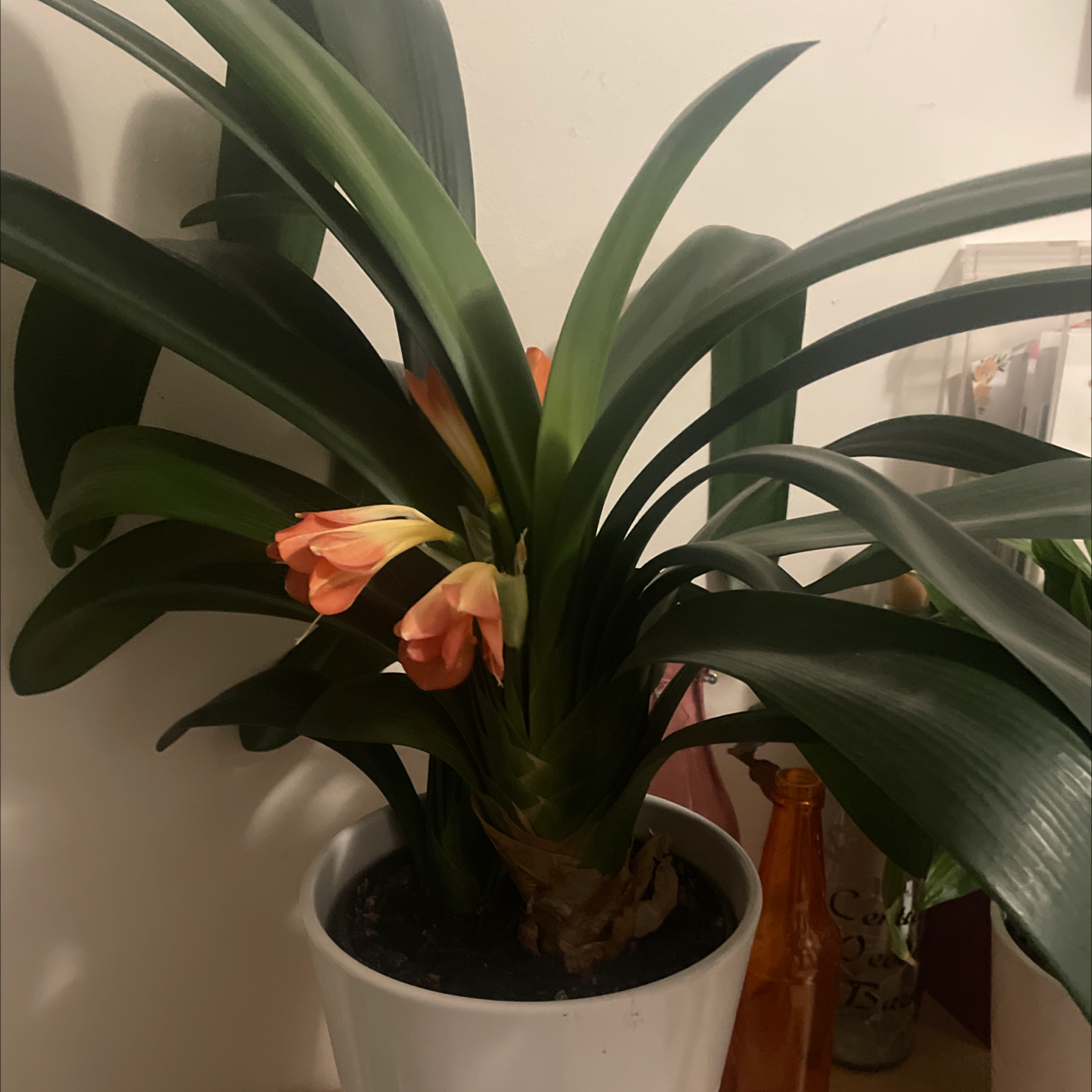Bush Lily plant photo by @allie named Grandma Borange on Greg, the plant care app.