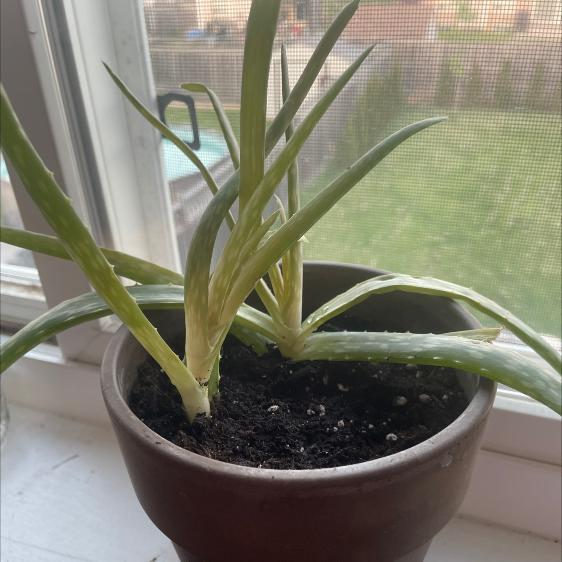 Aloe vera plant photo by @allie named Ali-op on Greg, the plant care app.