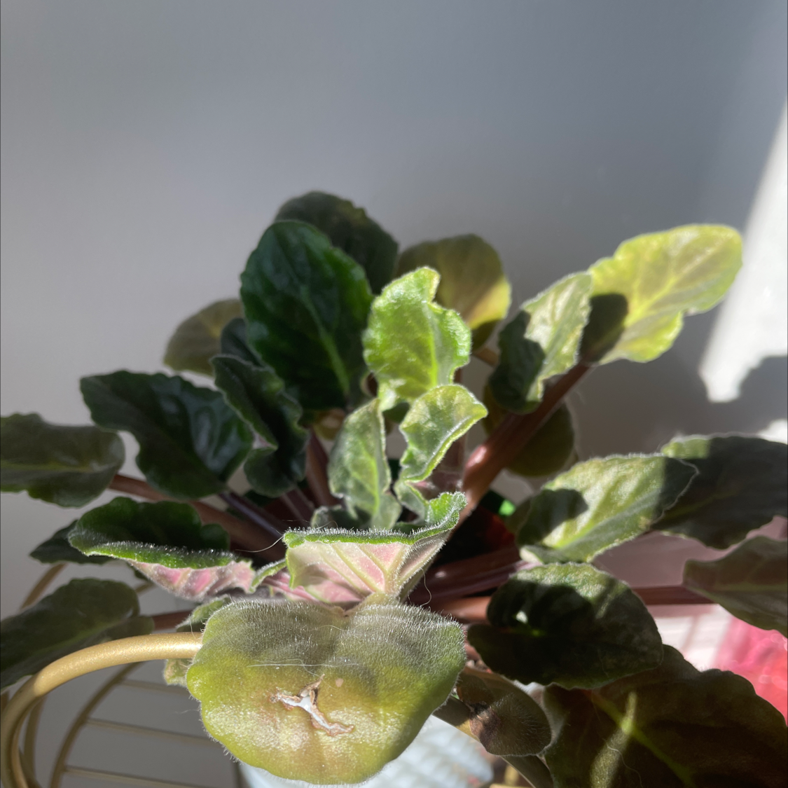 African Violet plant photo by @allie named Nana V on Greg, the plant care app.