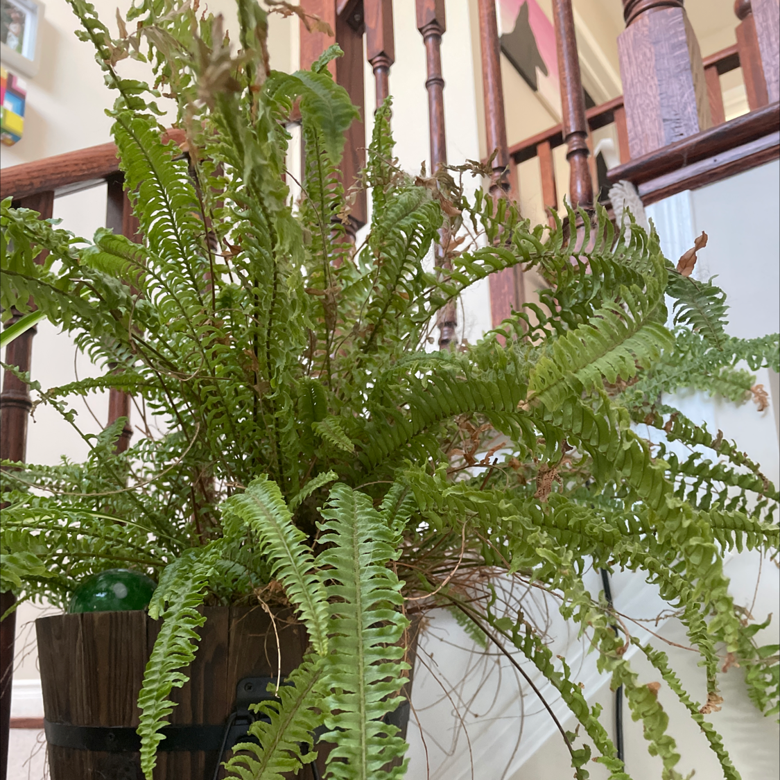 Boston Fern plant photo by @allie named Franny Fern on Greg, the plant care app.