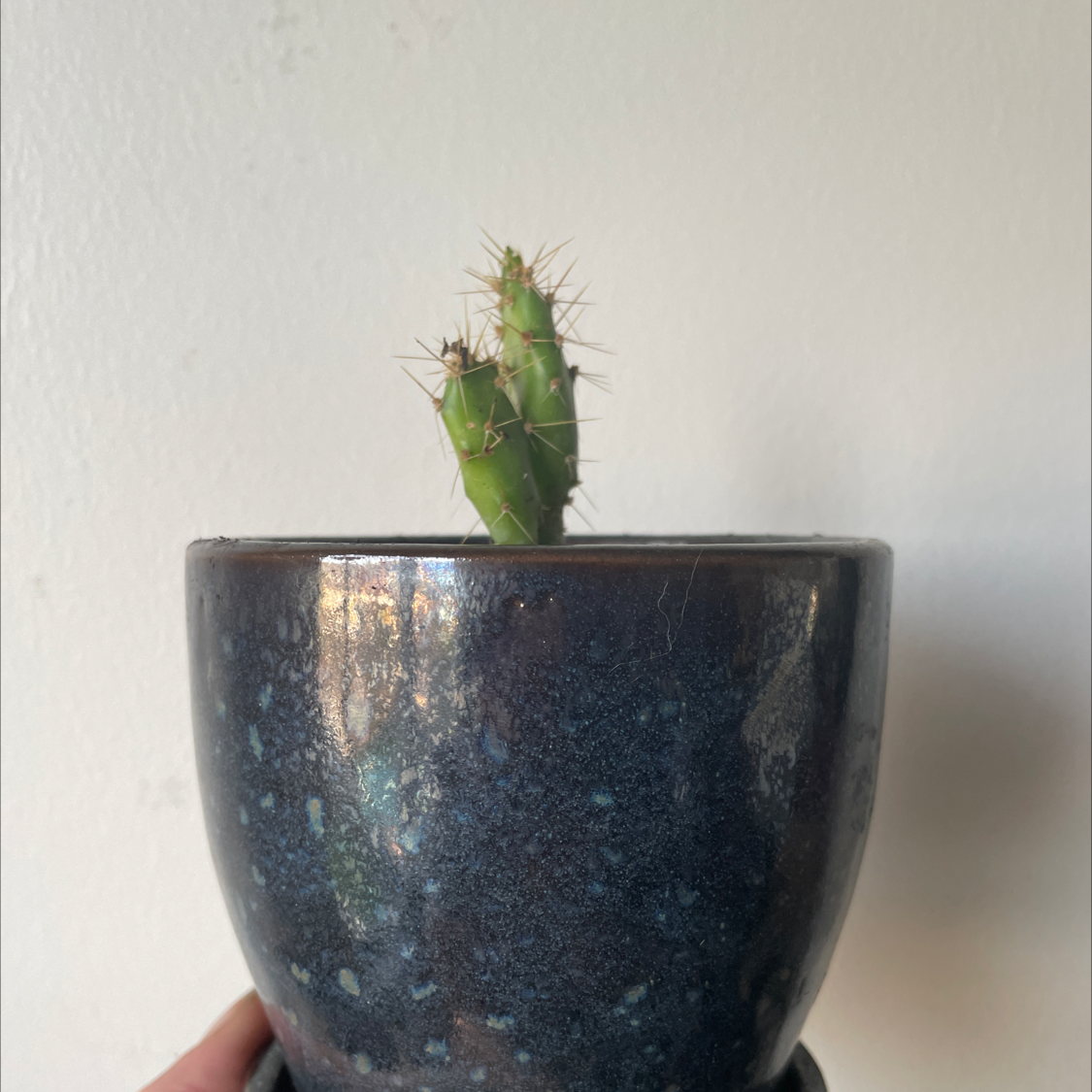 Pleated Cereus plant photo by @allie named Lil pear on Greg, the plant care app.