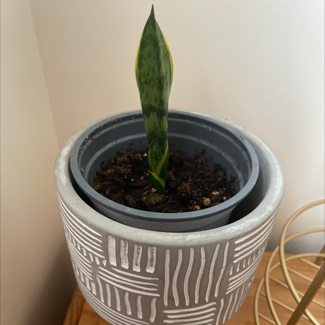 Snake Plant plant photo by @allie named Lil Sansi on Greg, the plant care app.