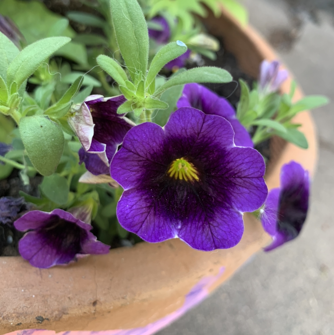 Potted Million Bells plant with vibrant purple flowers.