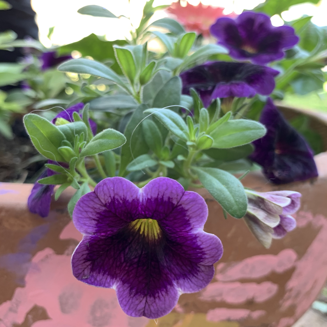 Million Bells plant with vibrant purple flowers in a pot.