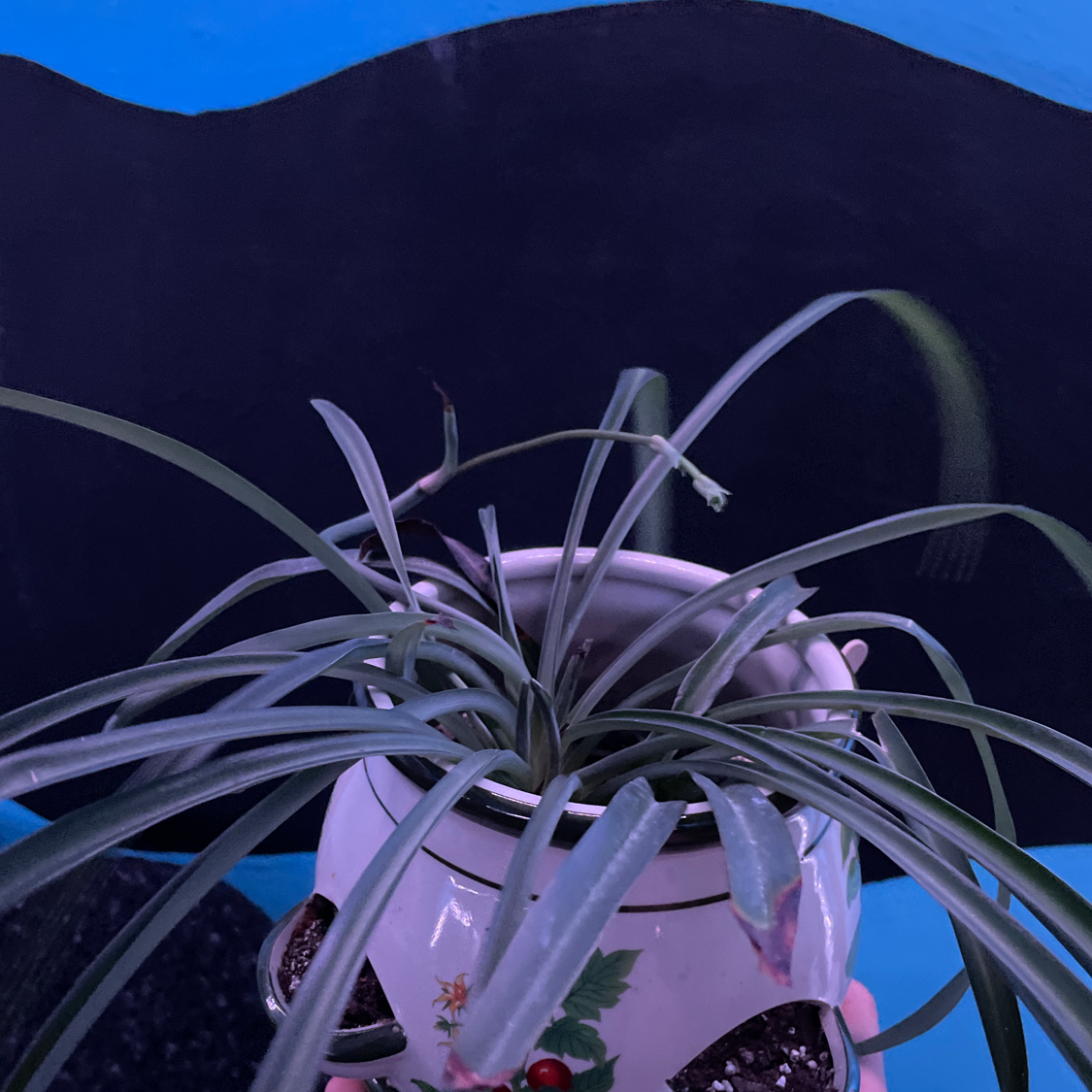 Spider Plant plant photo by @CamT367 named Chaz on Greg, the plant care app.