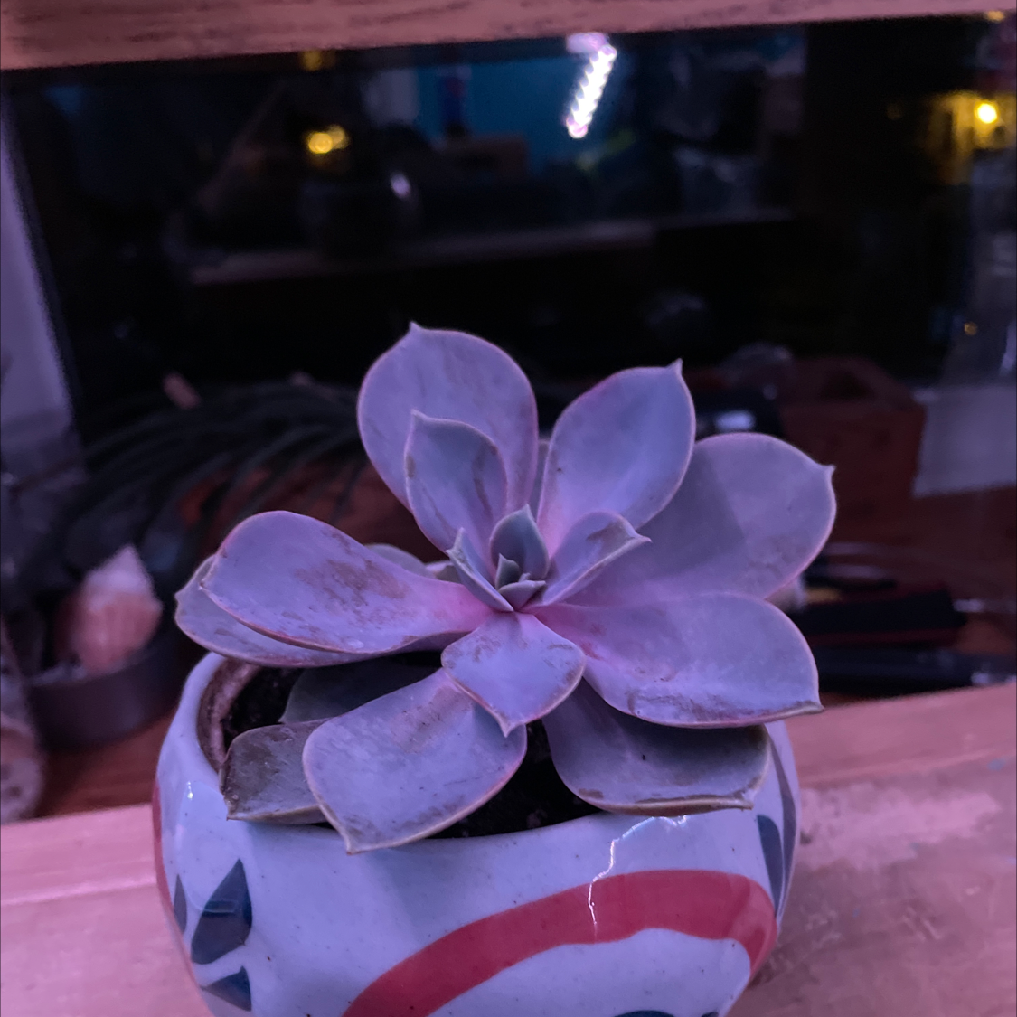 Ghost Plant plant photo by @CamT367 named Tara on Greg, the plant care app.