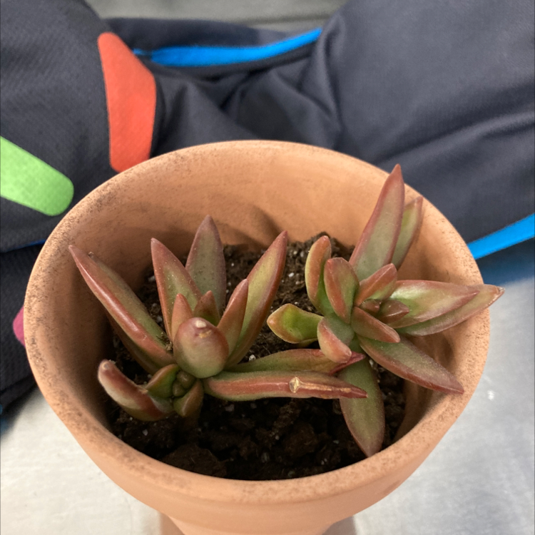 Sedum adolphi 'Golden Glow' plant in a terracotta pot with visible soil.