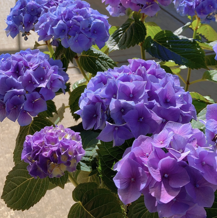 Photo of the plant species French Hydrangea by @_ssycz3200 named Hydrangea on Greg, the plant care app