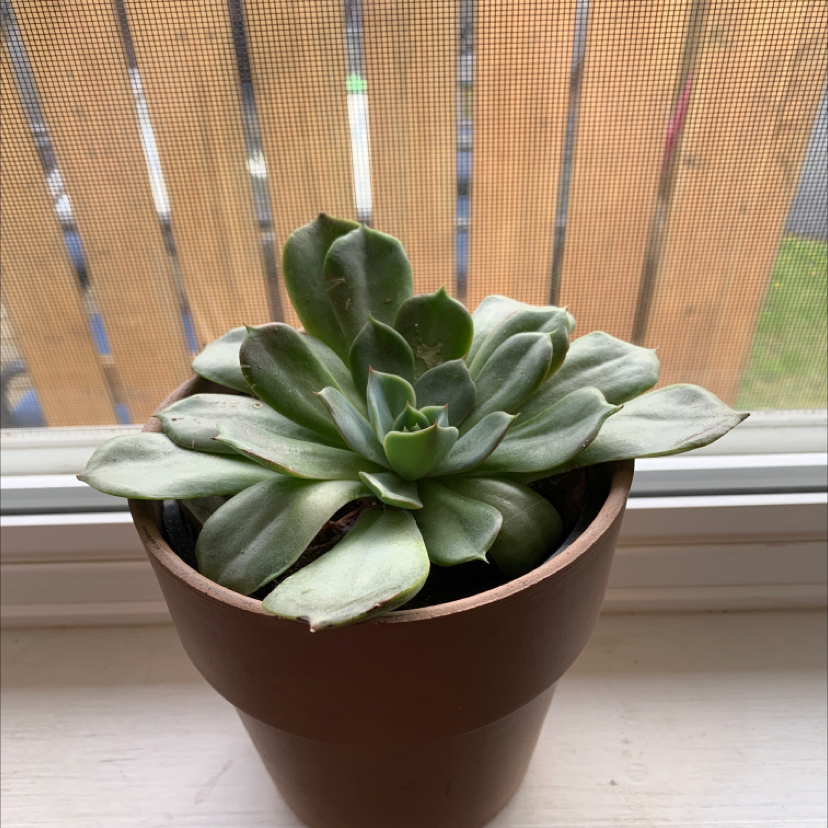 Mexican Snowball plant photo by @Ceeejayyy named Fernie Saunders on Greg, the plant care app.