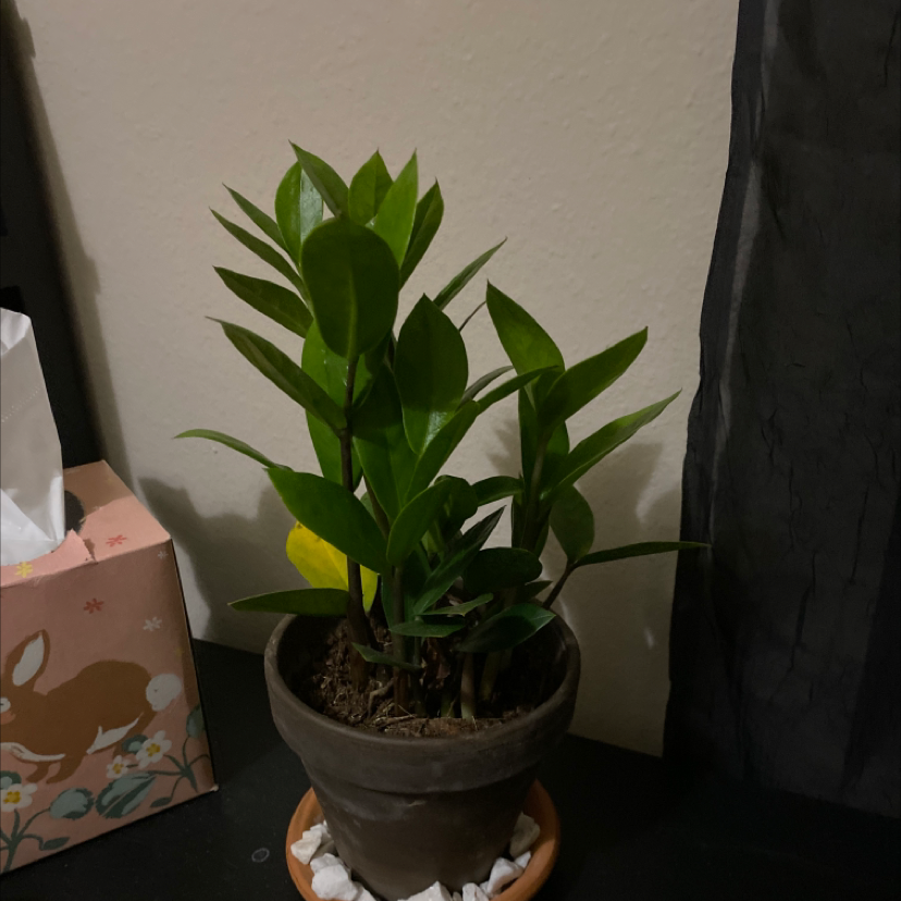 Zamioculcas Zamiifolia plant photo by @kats.hamm named Zeb on Greg, the plant care app.