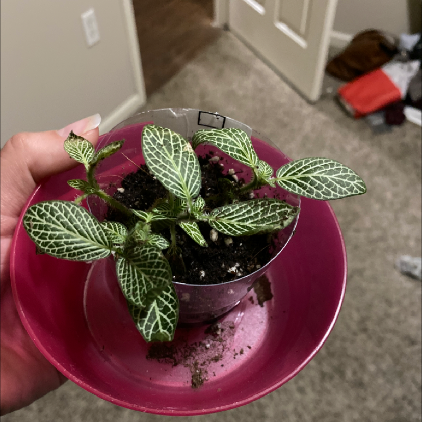 Nerve Plant plant photo by @kats.hamm named Randy on Greg, the plant care app.