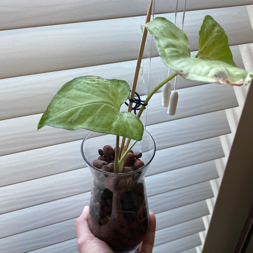 Syngonium 'White Butterfly' plant in a glass container with LECA, showing some browning on one leaf.