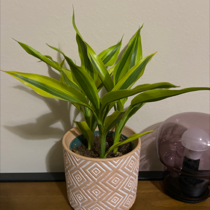 Dracaena 'Sted Sol Cane' plant in a decorative pot with vibrant green leaves.
