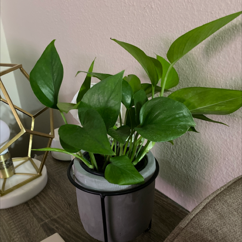 Jade Pothos plant photo by @kats.hamm named Lucy on Greg, the plant care app.